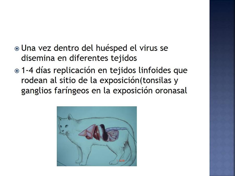 Enfermedades infecciosas en felinos