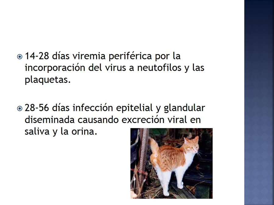 Enfermedades infecciosas en felinos