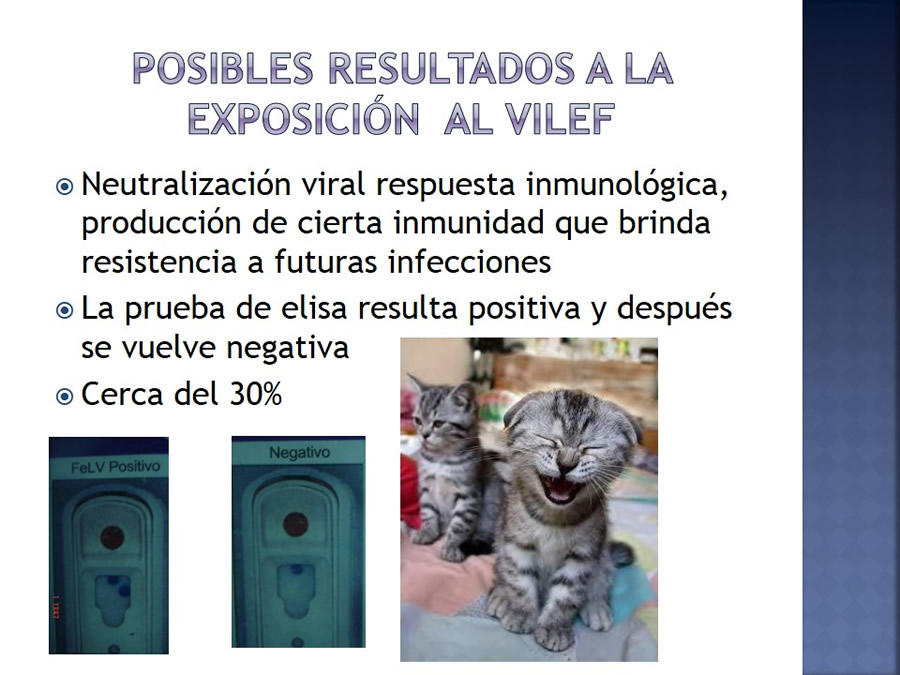 Enfermedades infecciosas en felinos