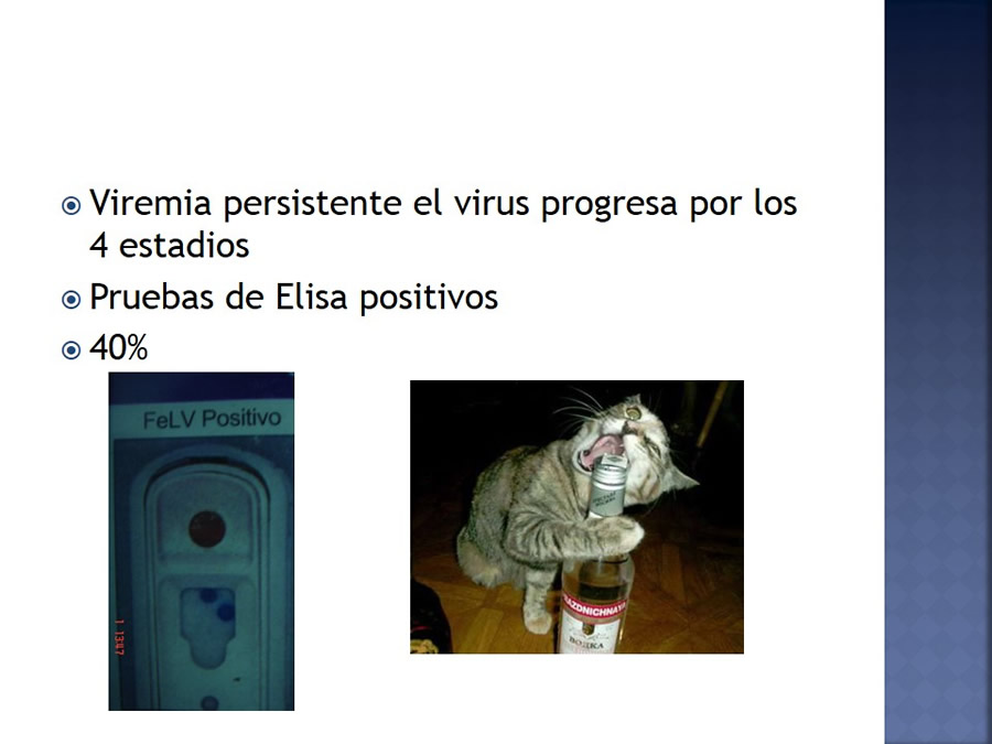 Enfermedades infecciosas en felinos