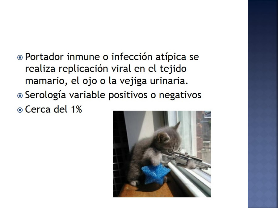 Enfermedades infecciosas en felinos