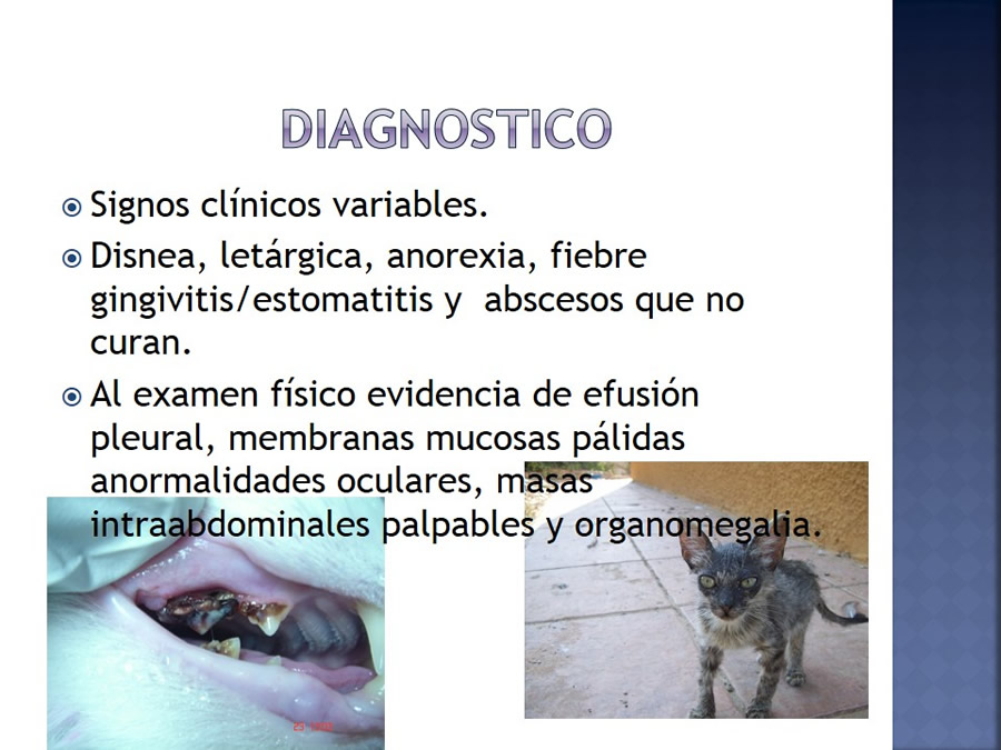 Enfermedades infecciosas en felinos