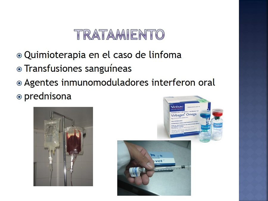 Enfermedades infecciosas en felinos