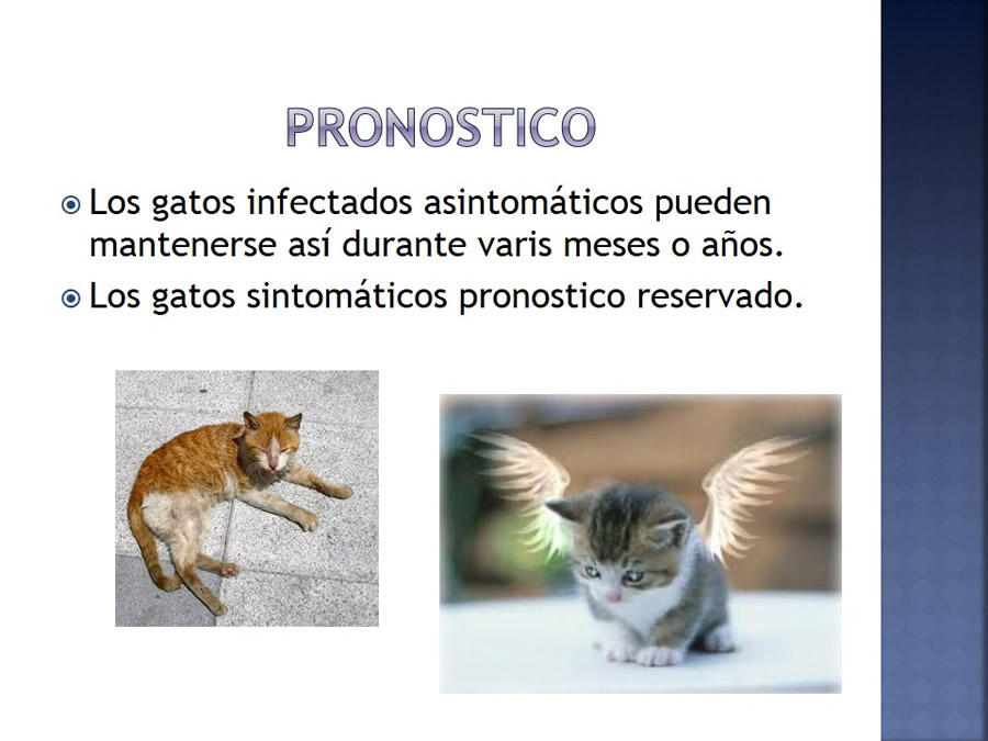 Enfermedades infecciosas en felinos