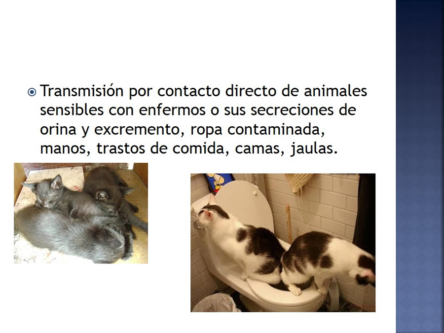 Enfermedades infecciosas en felinos