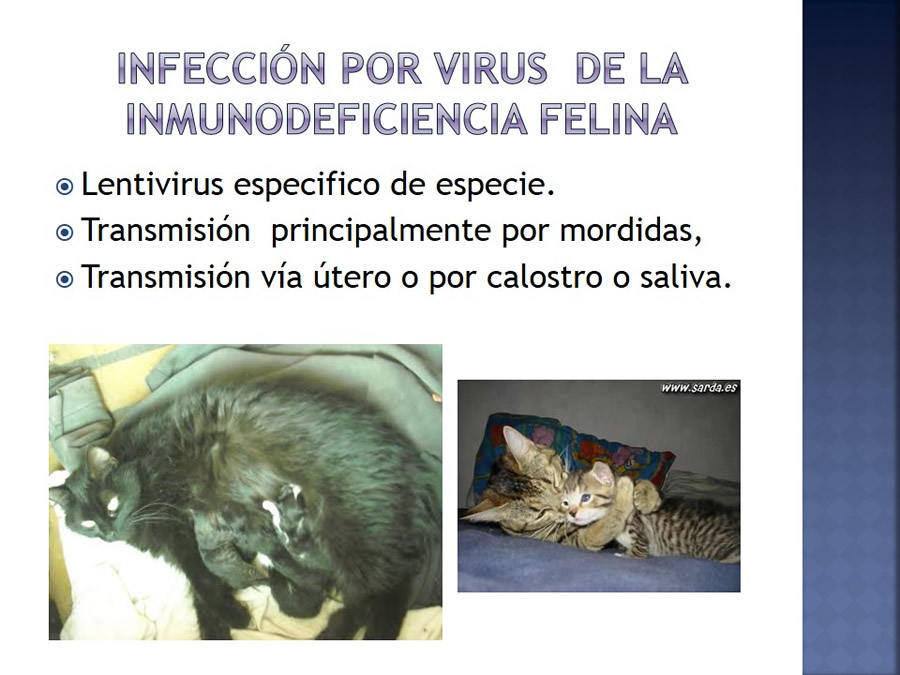 Enfermedades infecciosas en felinos