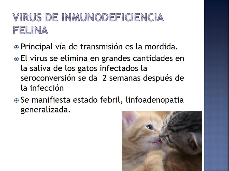 Enfermedades infecciosas en felinos