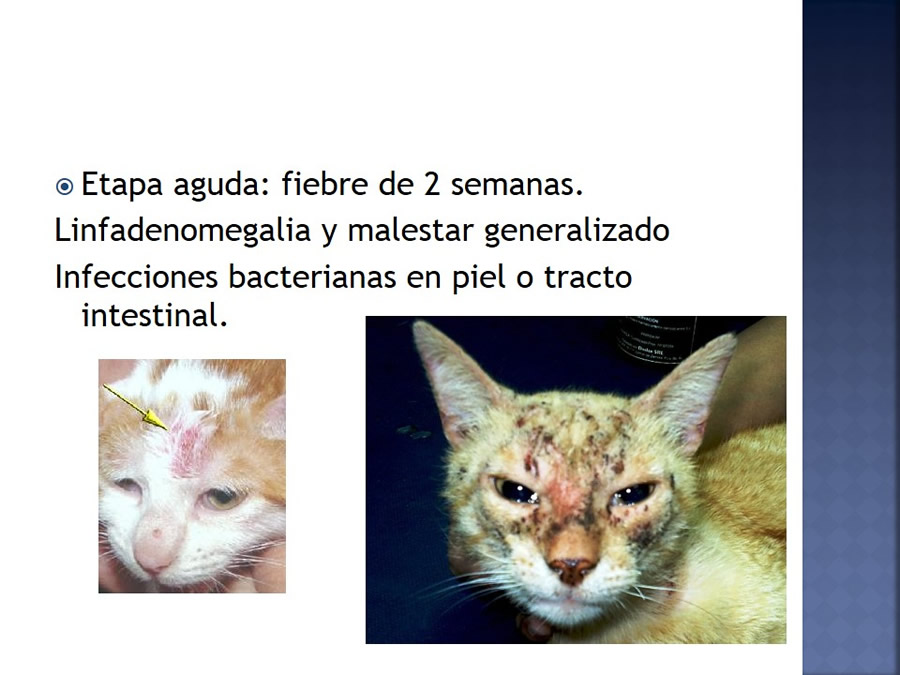 Enfermedades infecciosas en felinos