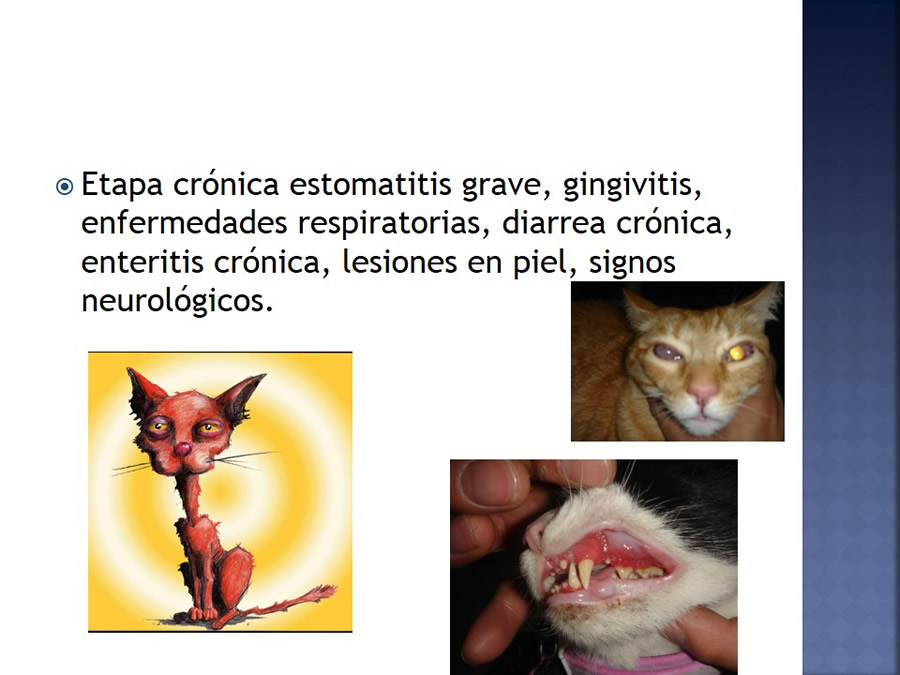 Enfermedades infecciosas en felinos