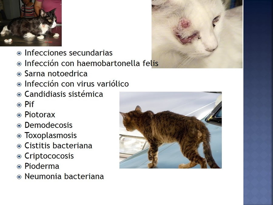 Enfermedades infecciosas en felinos