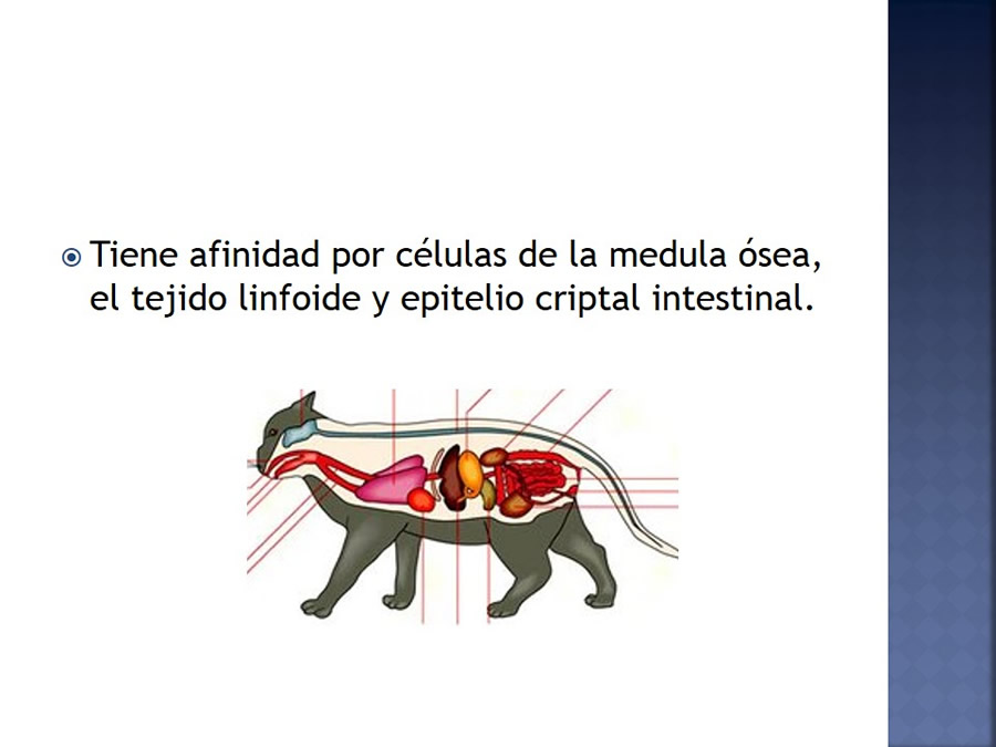 Enfermedades infecciosas en felinos