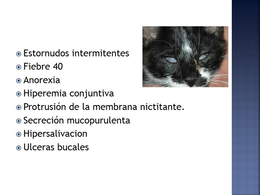 Enfermedades infecciosas en felinos