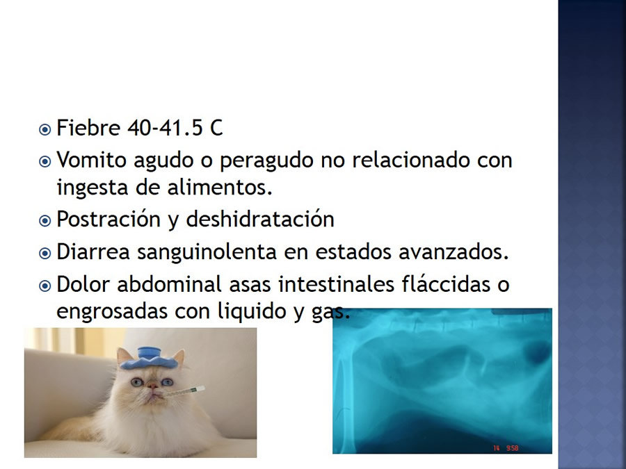 Enfermedades infecciosas en felinos