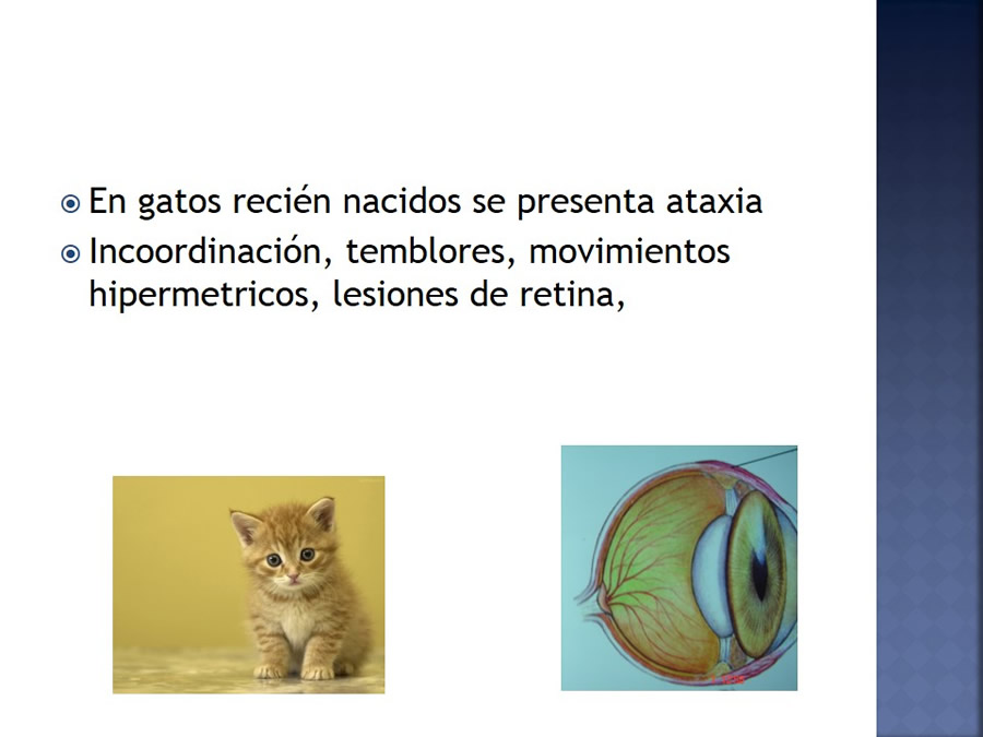 Enfermedades infecciosas en felinos