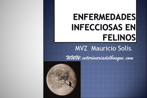 Enfermedades infecciosas en felinos