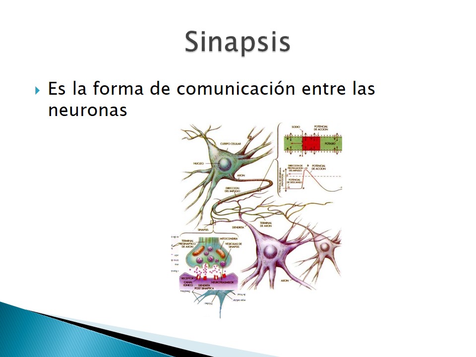 Examen neurolgico