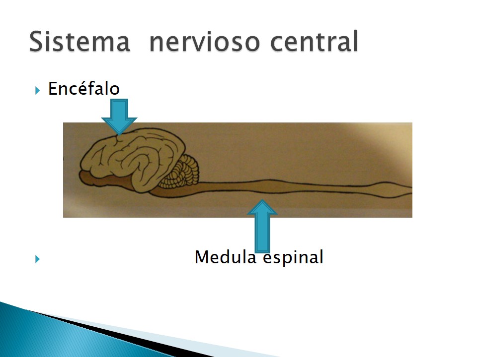 Examen neurolgico