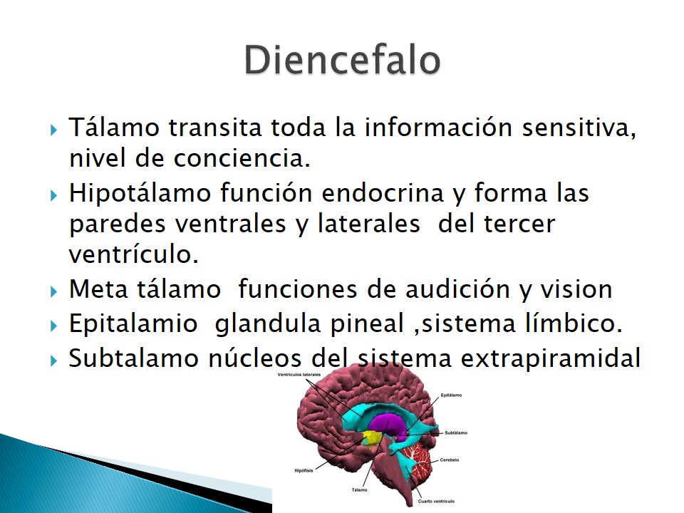 Examen neurolgico