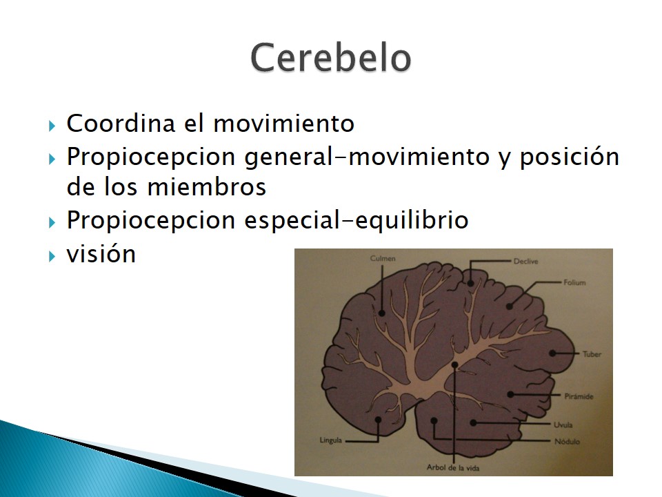 Examen neurolgico