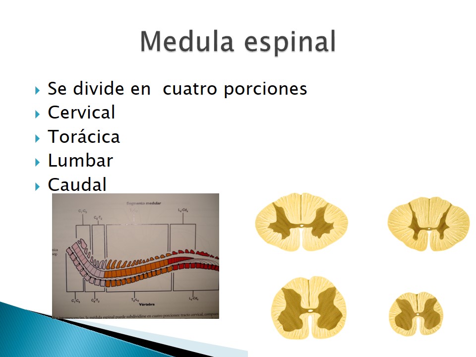 Examen neurolgico