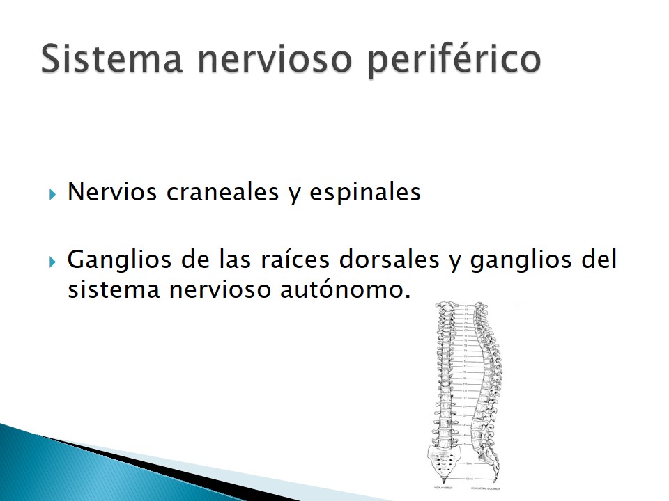 Examen neurolgico