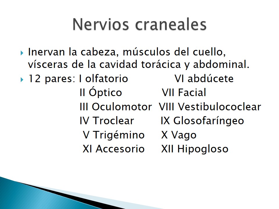 Examen neurolgico