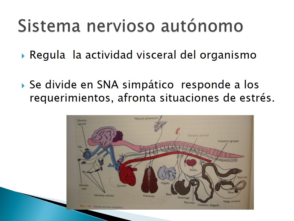 Examen neurolgico