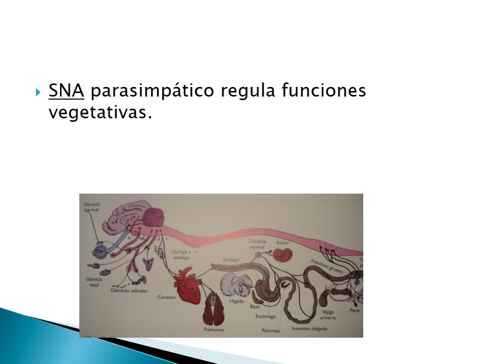 Examen neurolgico