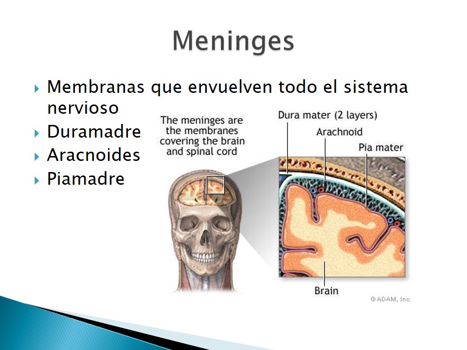 Examen neurolgico