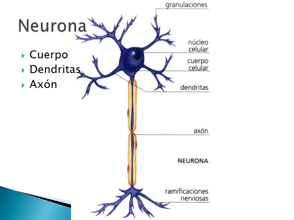 Examen neurolgico