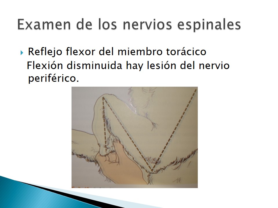 Examen neurolgico