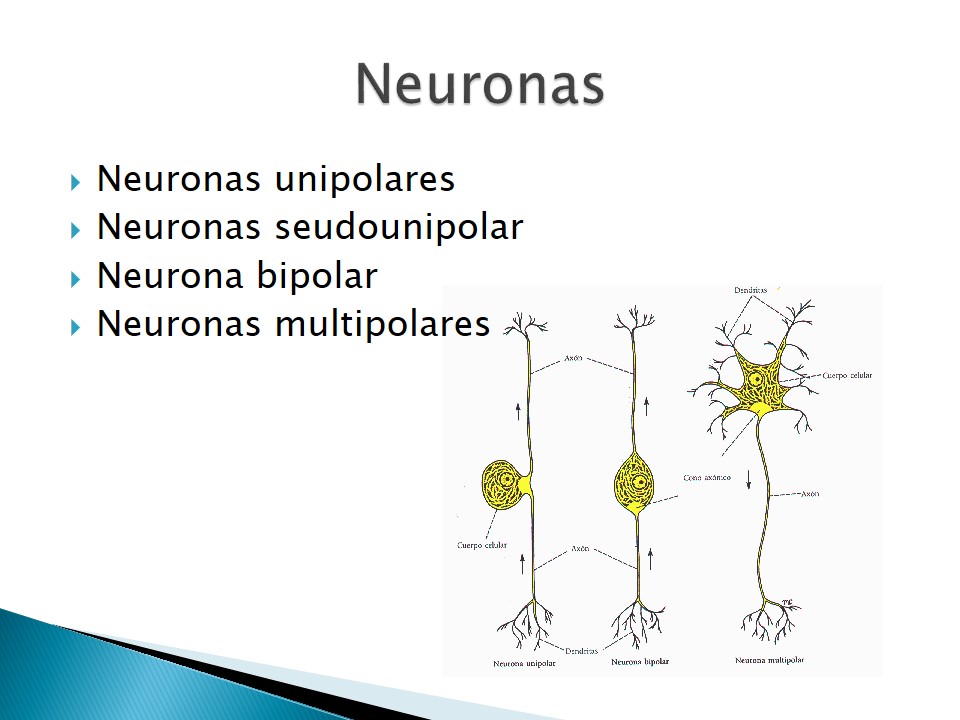 Examen neurolgico