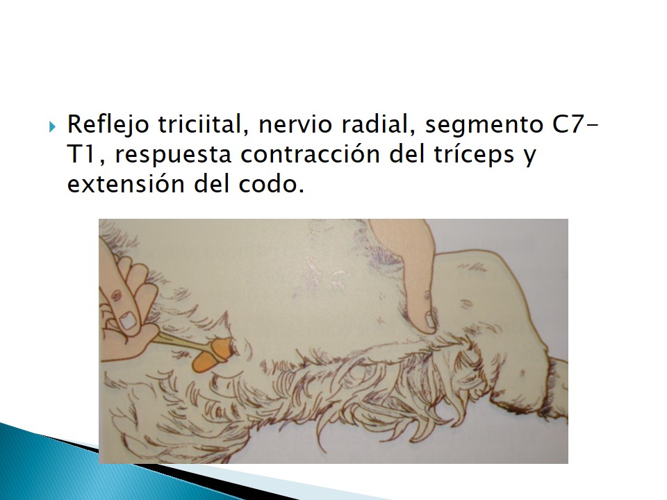 Examen neurolgico