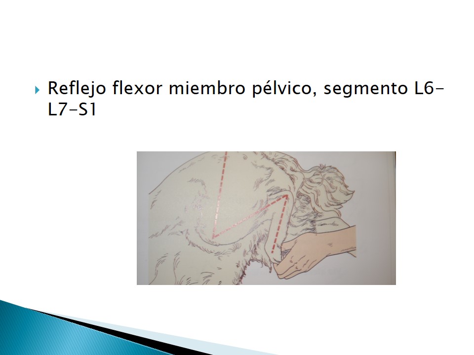 Examen neurolgico