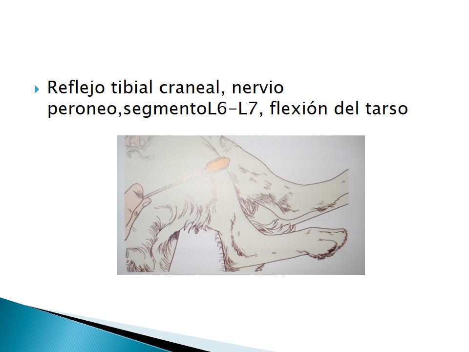 Examen neurolgico