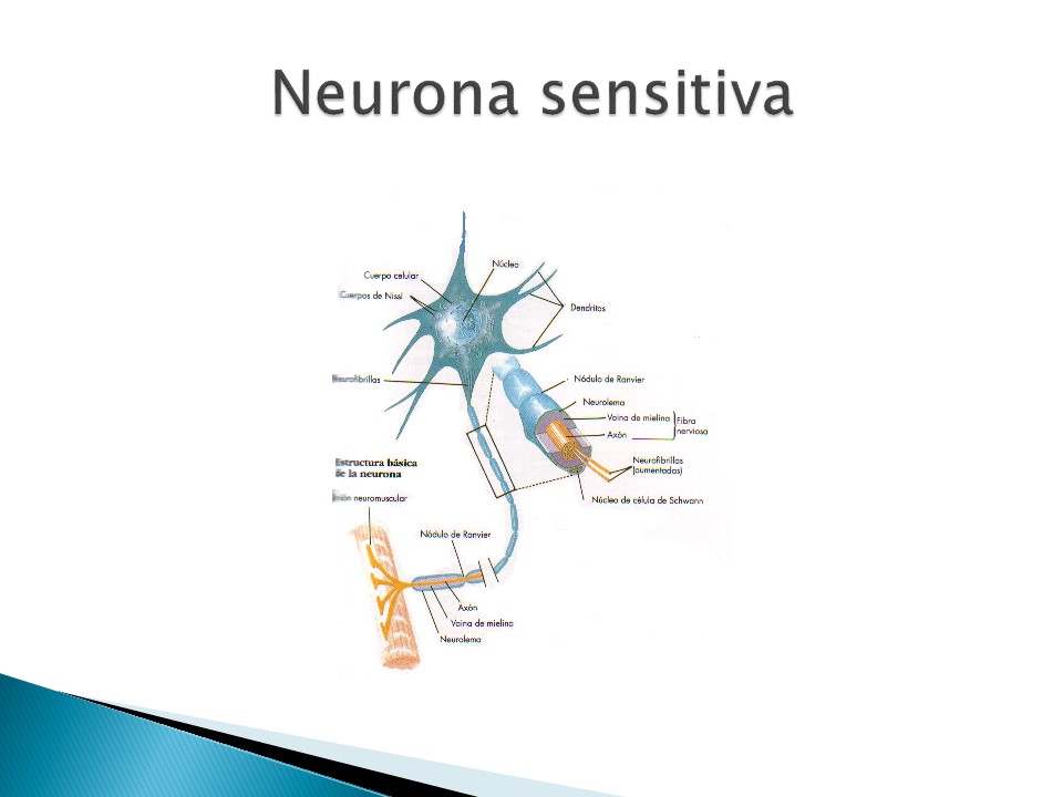 Examen neurolgico