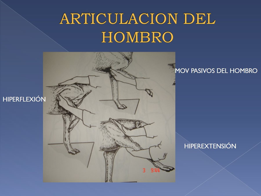 Examen ortopdico