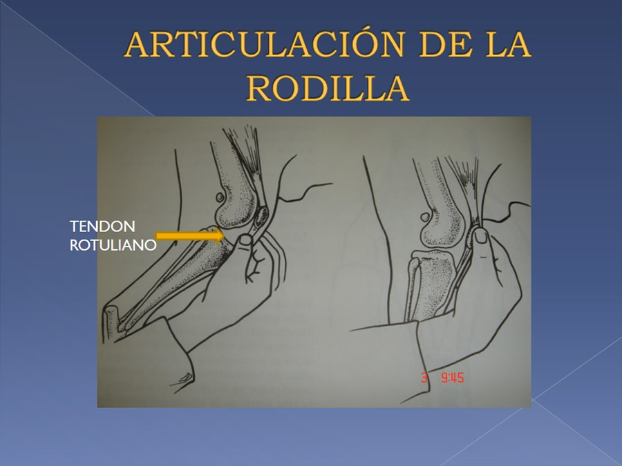 Examen ortopdico