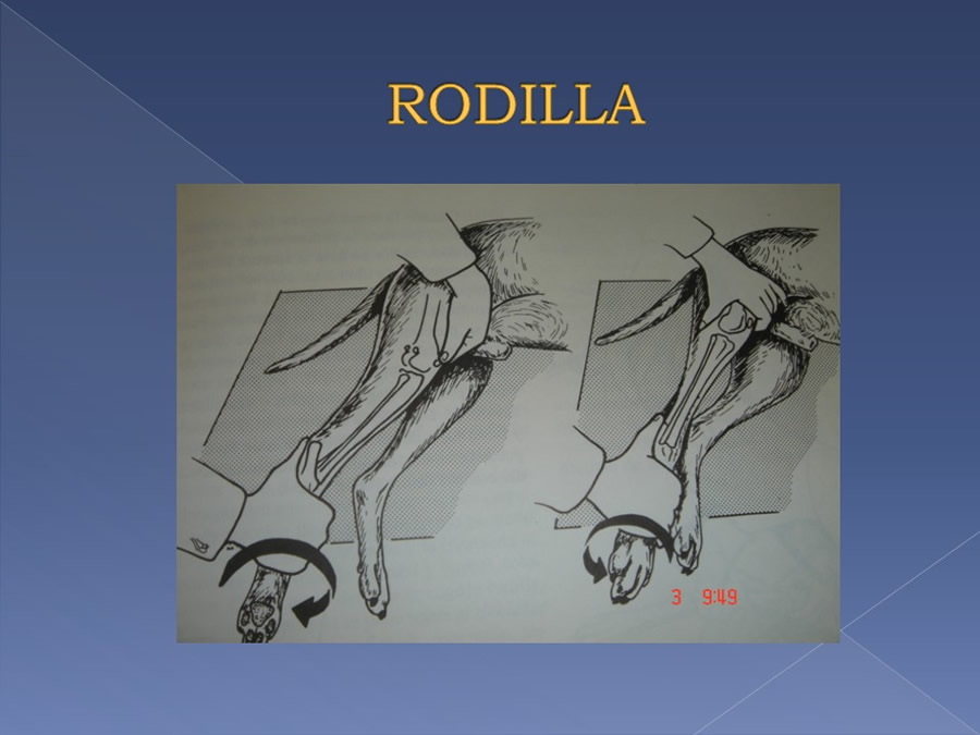 Examen ortopdico