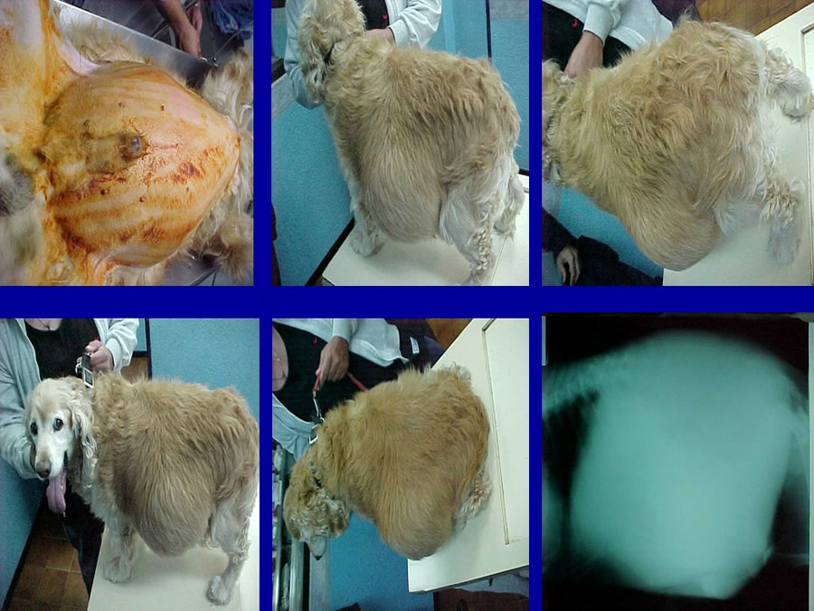 Expediente Clnico Orientado al Diagnostico