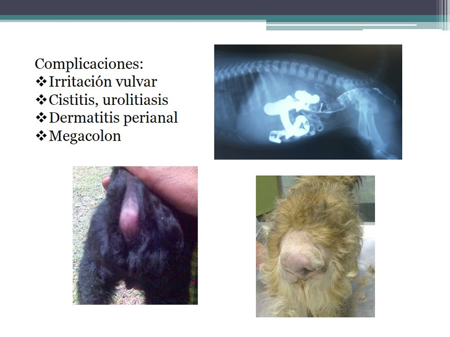 Fstulas Urodigestivas