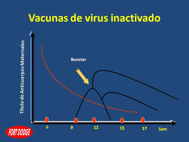 Inmunizacin en perros y gatos