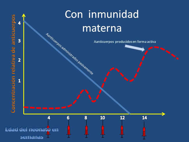 Inmunizacin en perros y gatos