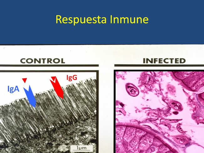 Inmunizacin en perros y gatos