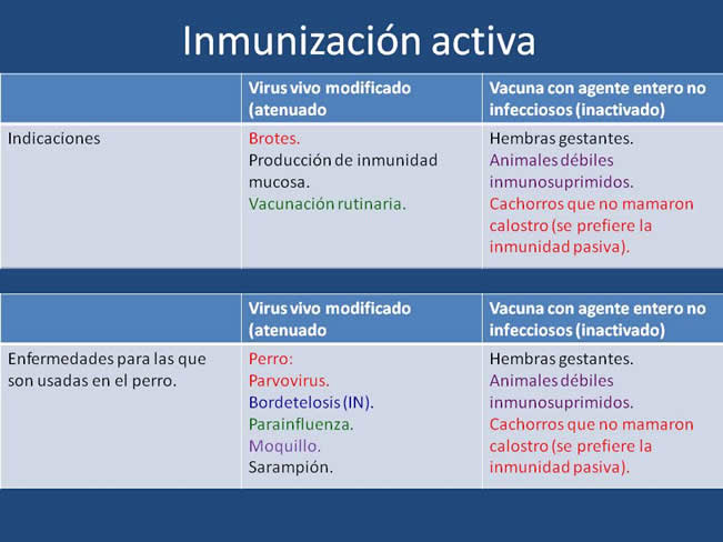 Inmunizacin en perros y gatos