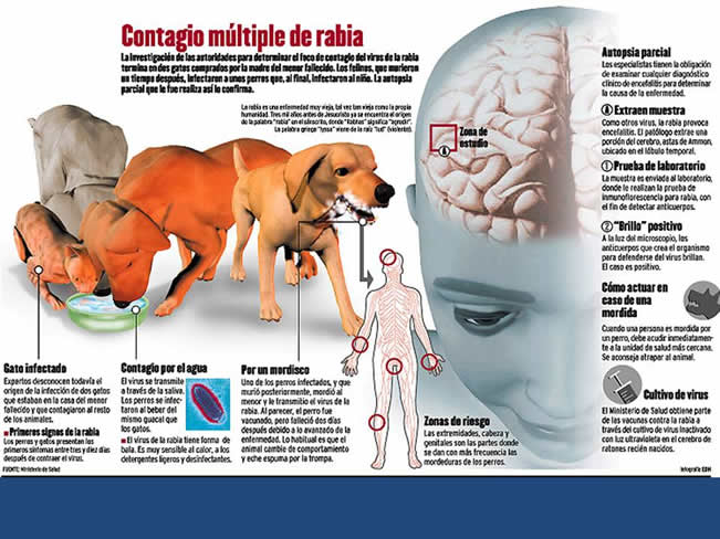 Inmunizacin en perros y gatos