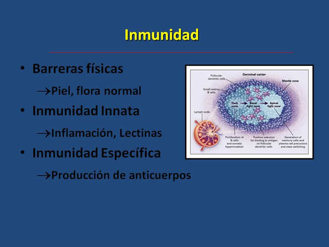 Inmunizacin en perros y gatos