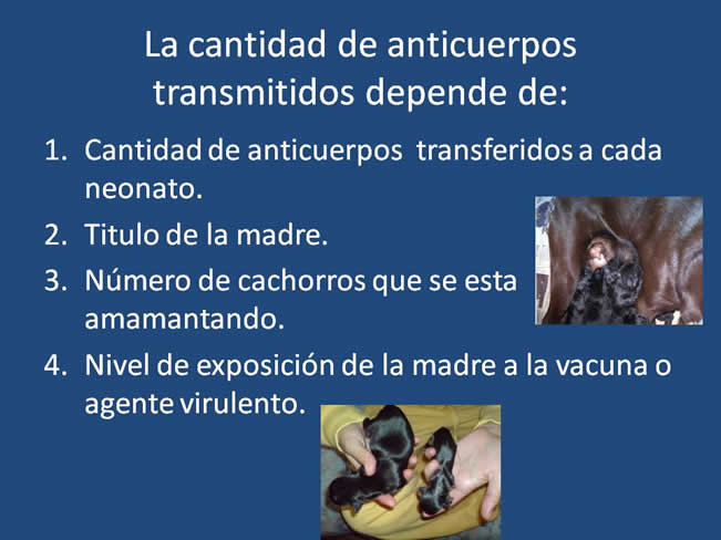 Inmunizacin en perros y gatos