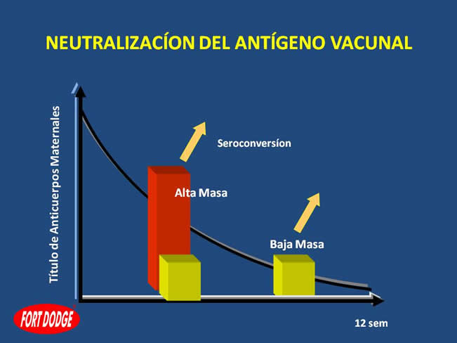 Inmunizacin en perros y gatos