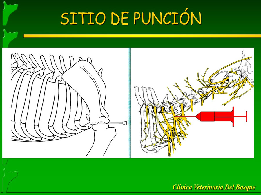 Manejo del Dolor